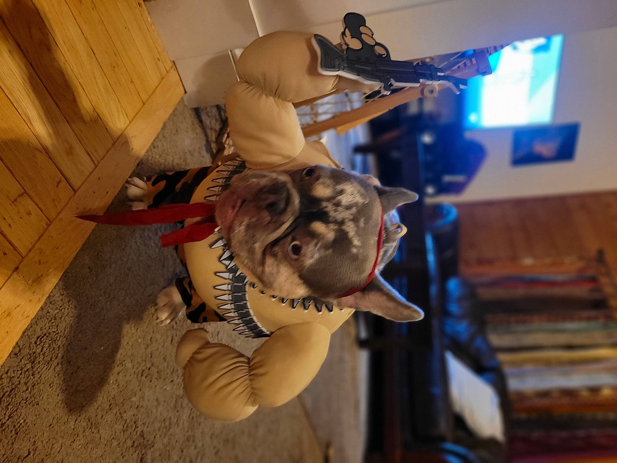 Lowkey is registered to the contest to win money with this photo: big_cats, boot, carnivore, dog_breed, eyewear, fawn, felidae, flooring, fun, fur, hardwood, military_camouflage, personal_protective_equipment, reptile, room, small_to_medium_sized_cats, stuffed_toy, tail, visual_arts, wood