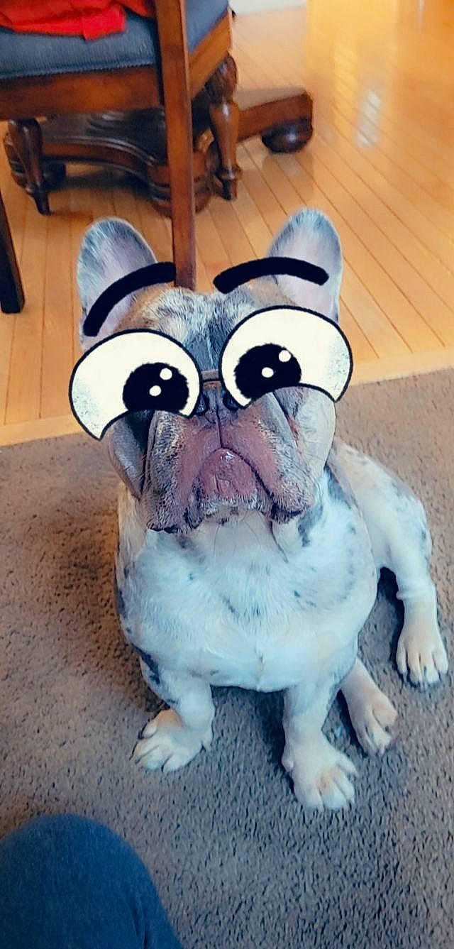 Lowkey joined the competition — help win amazing prizes! animal_figure, art, companion_dog, dog_breed, domestic_rabbit, eye, fawn, felidae, owl, plush, rabbit, rabbits_and_hares, small_to_medium_sized_cats, snout, stuffed_toy, tail, toy, whiskers, wood, working_animal