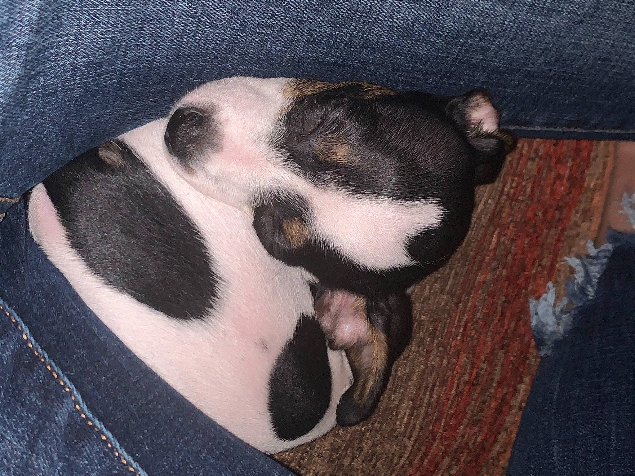 Dean is registered to the contest to win money with this photo: canidae, carnivore, comfort, companion_dog, dog, dog_breed, dog_supply, fawn, fur, non_sporting_group, pattern, paw, pet_supply, snout, sporting_group, terrestrial_animal, whiskers, working_animal