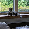 Pussnboots joined the competition — help win amazing prizes! cat, window, windowsill, indoor, greenery, plant, furniture, chair, blanket, table, lace, relaxing, pet, animal, daylight, wood, cozy, resting, calm, home