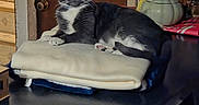 Pussnboots joined the competition — help win amazing prizes! cat, tuxedo_cat, blanket, indoor, furniture, door, household_items, table, resting, pet, animal, cozy, domestic, fur, mammal, looking, gray, white, paws, eyes