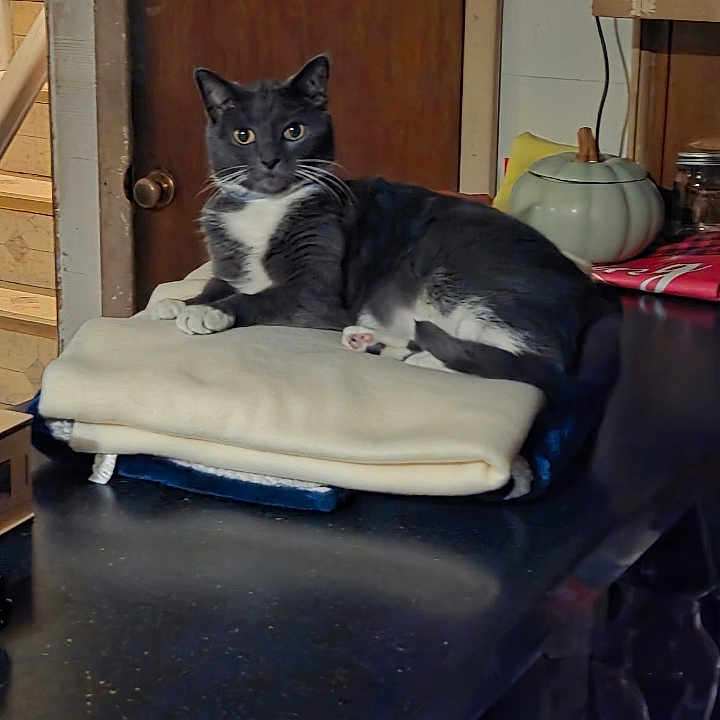 Pussnboots joined the competition — help win amazing prizes! cat, tuxedo_cat, blanket, indoor, furniture, door, household_items, table, resting, pet, animal, cozy, domestic, fur, mammal, looking, gray, white, paws, eyes