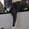 Pussnboots joined the competition — help win amazing prizes! cat, gray_cat, white_paws, collar, bell, lounging, indoor, window, ledges, curious, relaxed, pet, feline, household, casual, paw, fur, alert, domestic_cat, mammal