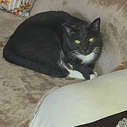 Pussnboots is registered to the contest to win money with this photo: cat, black_cat, white_paws, yellow_eyes, couch, sofa, floral_pillow, indoor, pet, feline, resting, cozy, fur, whiskers, animal, domestic_cat, relaxed, curious, home, cute