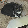 cat, black_cat, white_paws, yellow_eyes, couch, sofa, floral_pillow, indoor, pet, feline, resting, cozy, fur, whiskers, animal, domestic_cat, relaxed, curious, home, cute