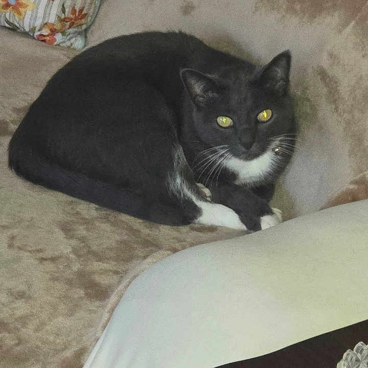 Pussnboots is registered to the contest to win money with this photo: animal, black_cat, cat, couch, cozy, curious, cute, domestic_cat, feline, floral_pillow, fur, home, indoor, pet, relaxed, resting, sofa, whiskers, white_paws, yellow_eyes