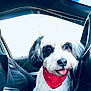 animal, bandana, black_and_white, car, closeup, companion, cute, dog, friendly, fur, happy, inside, passenger, pet, portrait, red, seatbelt, tongue_out, vehicle, window