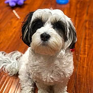 Penelope is registered to the contest to win money with this photo: dog, pet, animal, indoor, wooden_floor, toy, cute, fluffy, small_dog, sitting, black_and_white, fur, companion, domestic_animal, looking_up, playful, close_up, floor, indoor_lighting, waiting