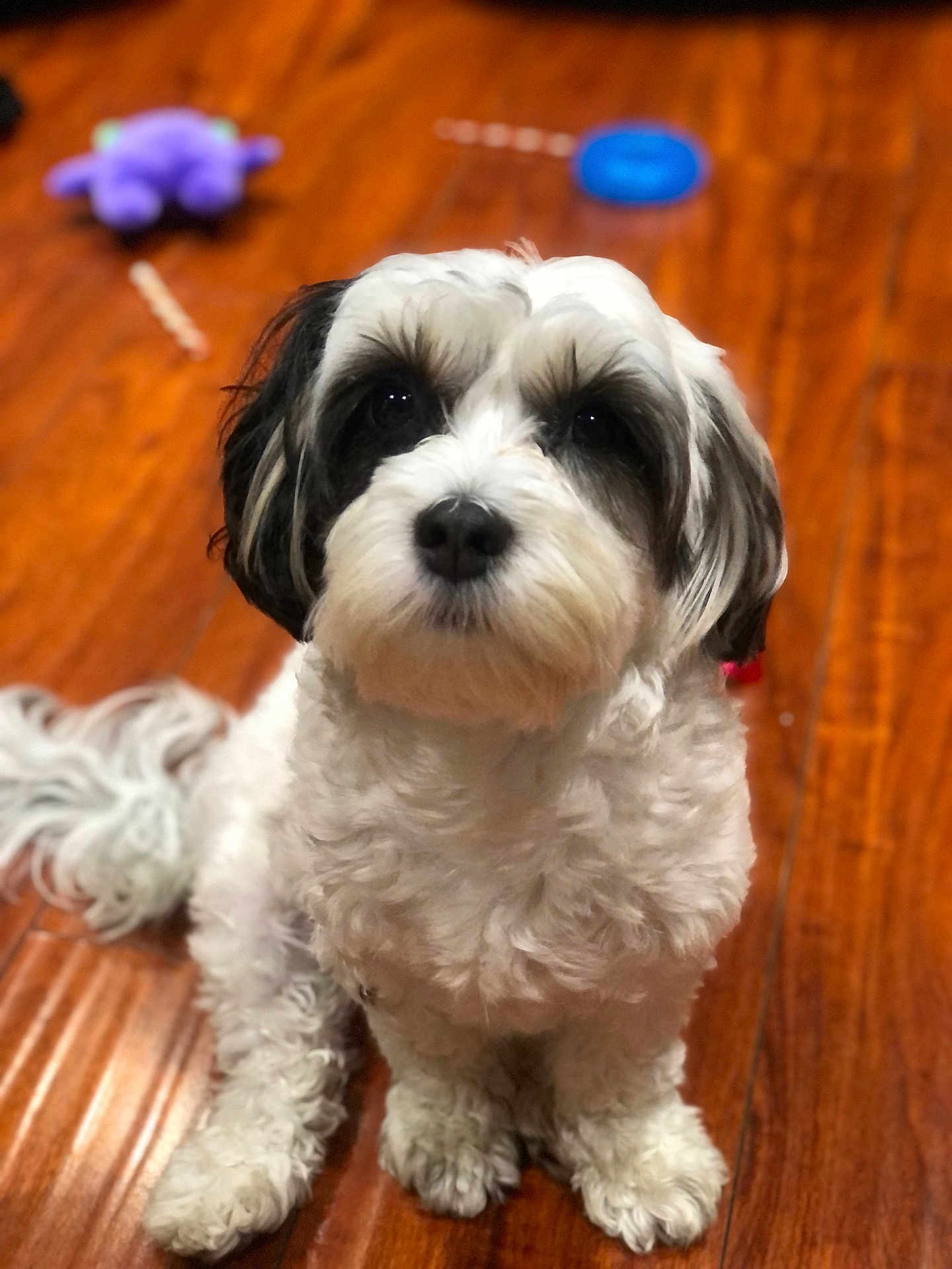 Penelope