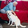 elderly_person, white_dog, dog_brushing, red_couch, plaid_blanket, indoor, wooden_floor, glasses, blue_shirt, pet_care, sitting, companion, calm, home, flooring, collar, window_light, relaxed, pet, human