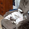 dog, white_dog, recliner, chair, upside_down, relaxed, indoor, furniture, wooden_dresser, curtains, window, metal_crate, floor, pet, canine, paw, nose, ear, home, cozy