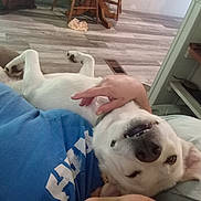Helicopter joined the competition — help win amazing prizes! dog, white_dog, pet, indoor, floor, hand, blue_shirt, relaxing, smiling_dog, home, wooden_floor, person, lying_down, paw, casual, comfort, cute, playful, animal, companion