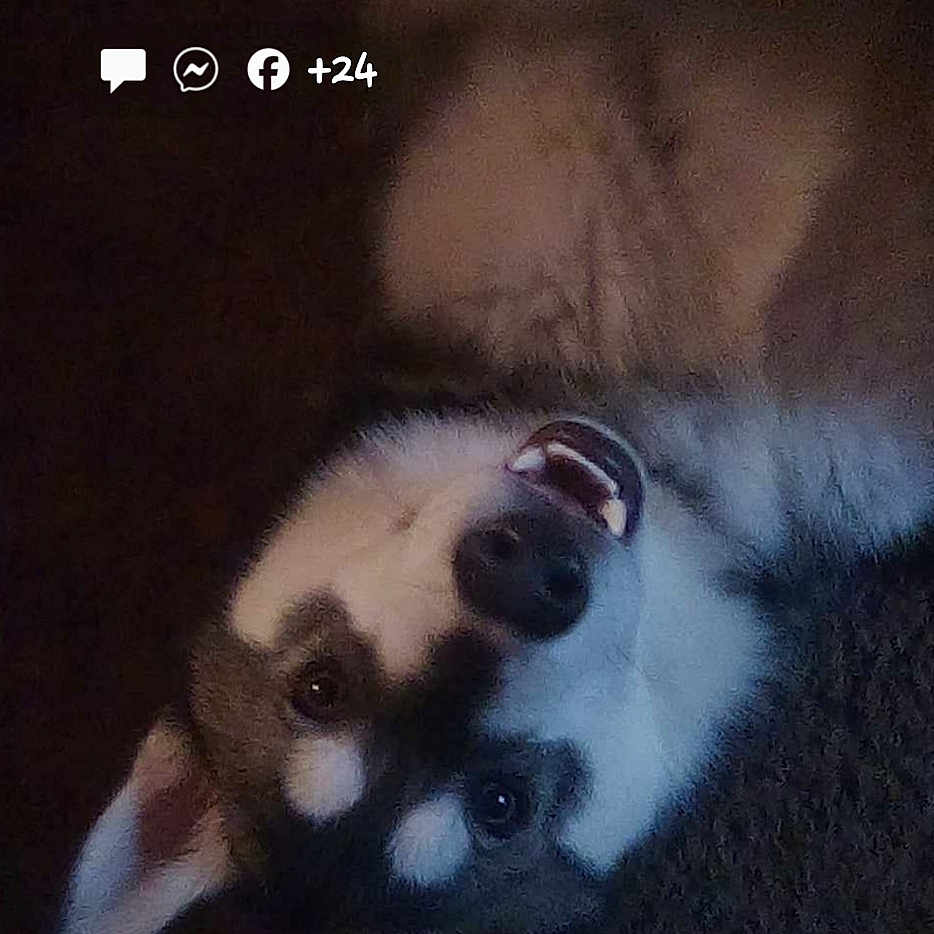 Hayze joined the competition — help win amazing prizes! advertisement, animal, book, canine, dog, electronics, eskimodog, face, head, husky, lesserpanda, monkey, number, person, pet, poster, publication, puppy, snout, text