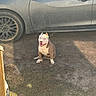 Jax is registered to the contest to win money with this photo: animal, canine, car, daylight, dirt, dog, domestic_animal, grass, happy, mammal, nature, outdoor, parking, pet, shadow, sitting, smiling, sunlight, vehicle, wheel