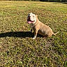 Jax is registered to the contest to win money with this photo: animal, brown, canine, daylight, dog, field, forest, grass, greenery, happy, looking_back, mammal, nature, outdoor, pet, sitting, smiling, sunlight, tongue_out, white