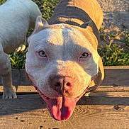 Jax is registered to the contest to win money with this photo: animal, canine, close_up, cute, daylight, dirt, dog, friendly, grass, happy, nature, outdoor, pet, playful, smiling, sunlight, sunshine, tongue_out, two_dogs, wooden_planks