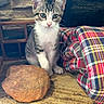 cat, kitten, animal, pet, sitting, indoors, brick, stone, wall, plaid, clothing, person, blue_eyes, tabby, white_fur, striped_fur, whiskers, pink_nose, cushion, portrait