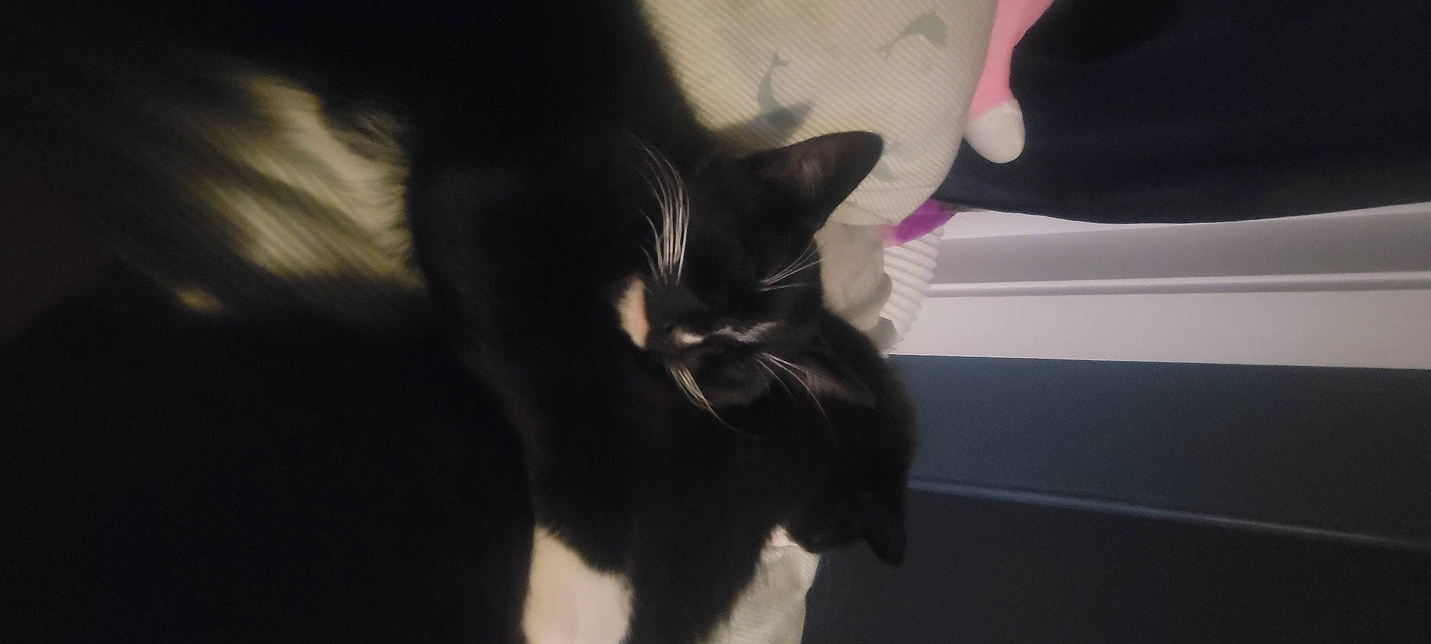 Mu joined the competition — help win amazing prizes! black_cat, carmine, carnivore, cat, comfort, darkness, domestic_short_haired_cat, ear, felidae, fur, human_leg, monochrome_photography, paw, shadow, small_to_medium_sized_cats, tail, whiskers