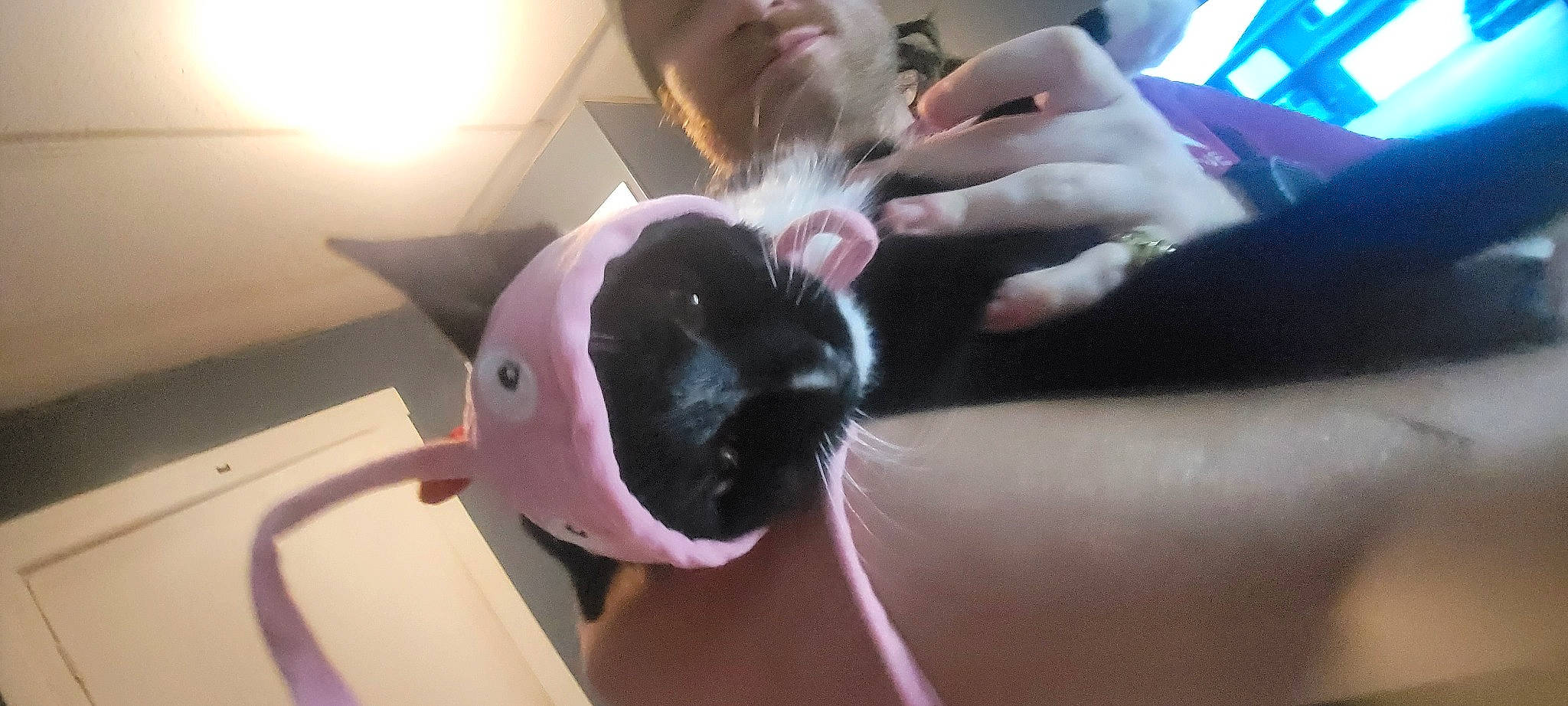 Mu is registered to the contest to win money with this photo: abdomen, beard, domestic_rabbit, ear, event, fawn, felidae, finger, fun, fur, gesture, happy, nail, rabbit, rabbits_and_hares, small_to_medium_sized_cats, thumb, toy, whiskers