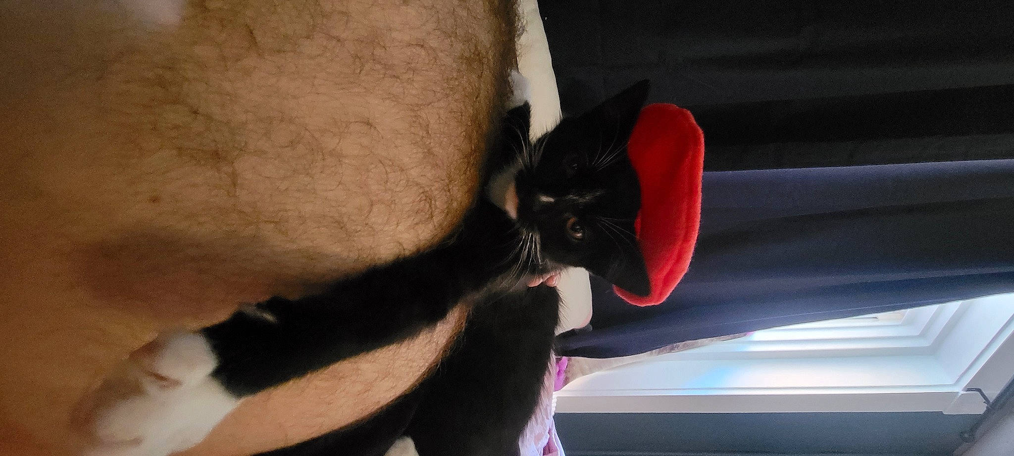 Mu joined the competition — help win amazing prizes! automotive_lighting, carmine, carnivore, cat, comfort, ear, fawn, felidae, fur, gesture, human_leg, personal_luxury_car, small_to_medium_sized_cats, snout, tail, tints_and_shades, vehicle_door, whiskers, window, windshield