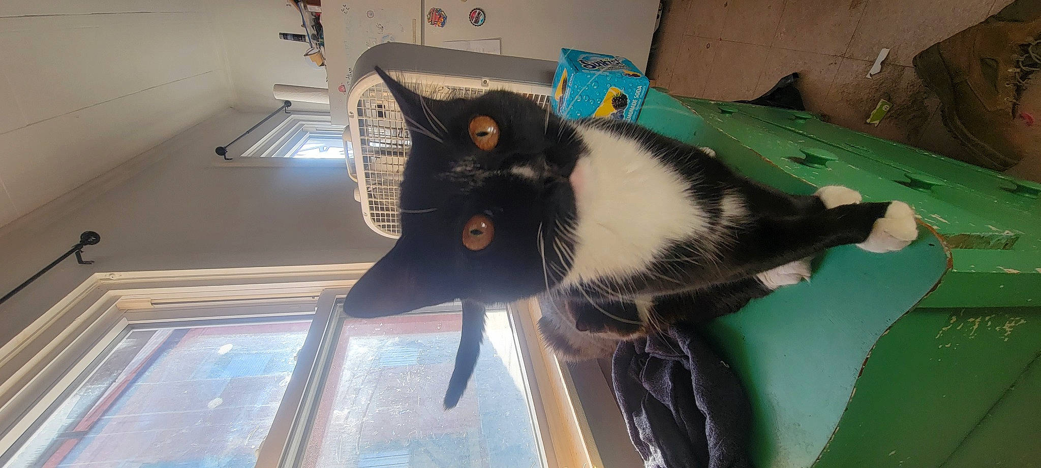 Mu is registered to the contest to win money with this photo: automotive_window_part, bag, black_cat, carnivore, cat, comfort, domestic_short_haired_cat, felidae, fur, room, small_to_medium_sized_cats, snout, tail, whiskers, window, windshield