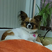 Lola is registered to the contest to win money with this photo: alert, animal, blinds, brown, collar, comfort, couch, dog, ears, face, fluffy, fur, home, indoor, pet, pink_tag, plant, relaxed, white, window