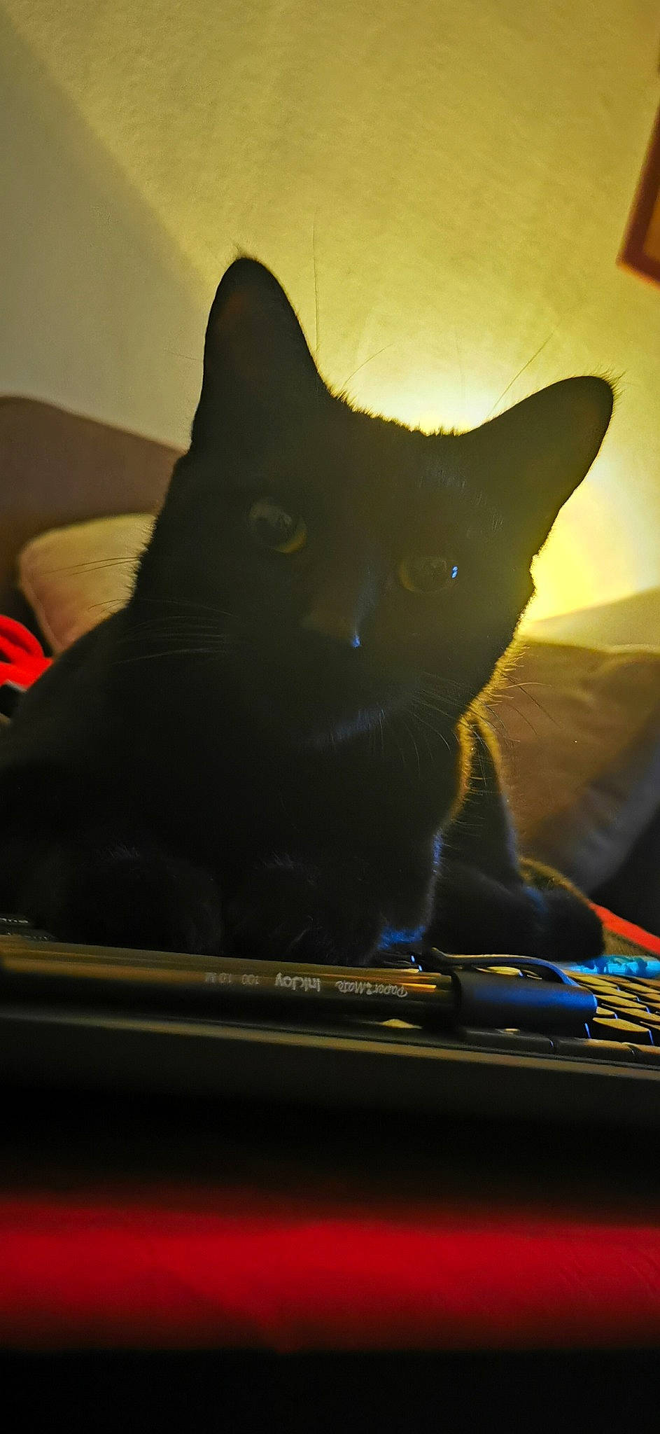 Baguera participe au concours pour gagner de l'argent avec cette photo : art, black_cat, bombay, carnivore, cat, domestic_short_haired_cat, electric_blue, electronic_device, felidae, fur, illustration, sky, small_to_medium_sized_cats, snout, tail, technology, tints_and_shades, tree, whiskers, window