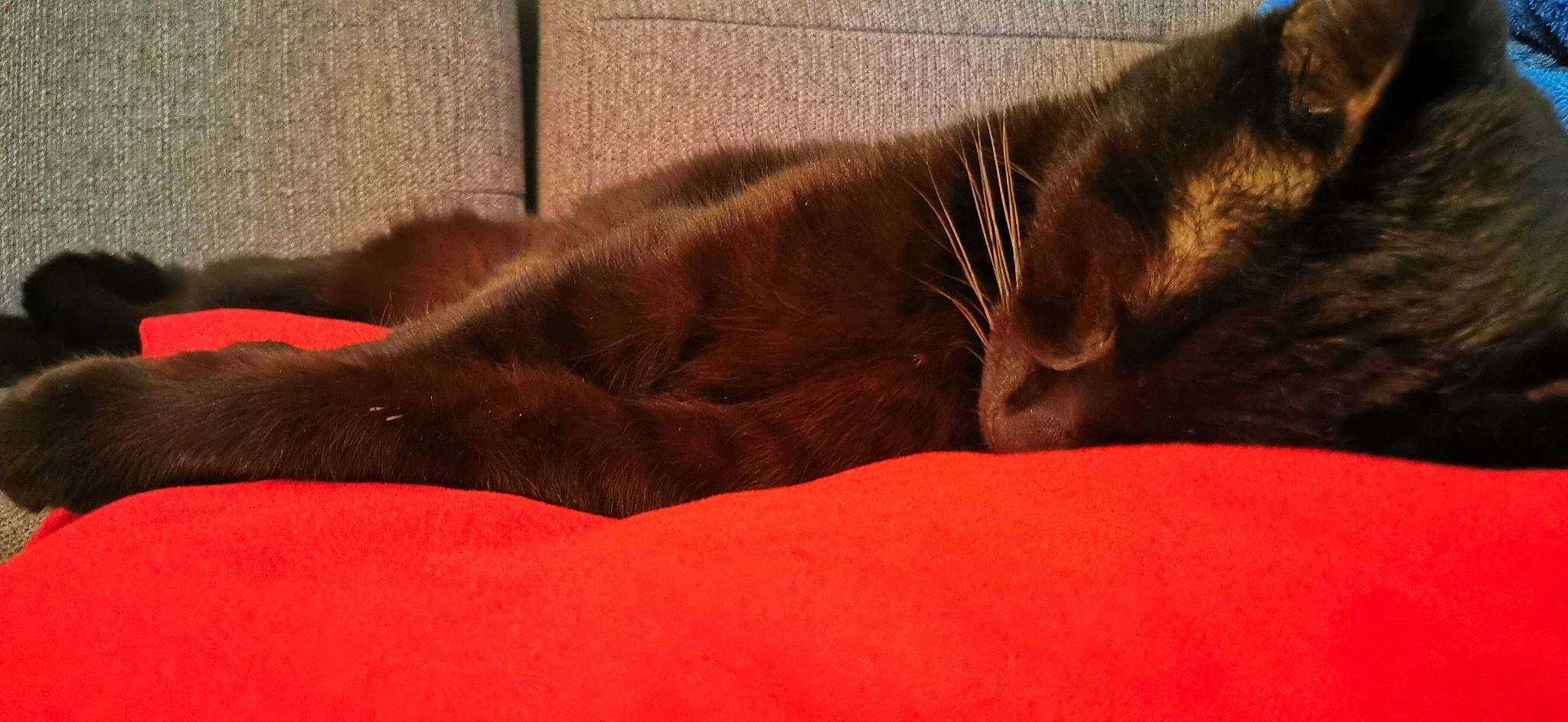 Baguera participe au concours pour gagner de l'argent avec cette photo : carnivore, cat, cloud, comfort, domestic_short_haired_cat, fawn, felidae, fur, grey, human_leg, linens, liver, mammal, small_to_medium_sized_cats, snout, tail, textile, vertebrate, whiskers, wildlife