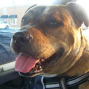 Justice joined the competition — help win amazing prizes! brindle, brown_fur, car_interior, close_up, collar, dashboard, dog, eyes, happy, harness, muzzle, nose, panting, pet, reflection, seat, sunlight, tongue_out, whiskers, window