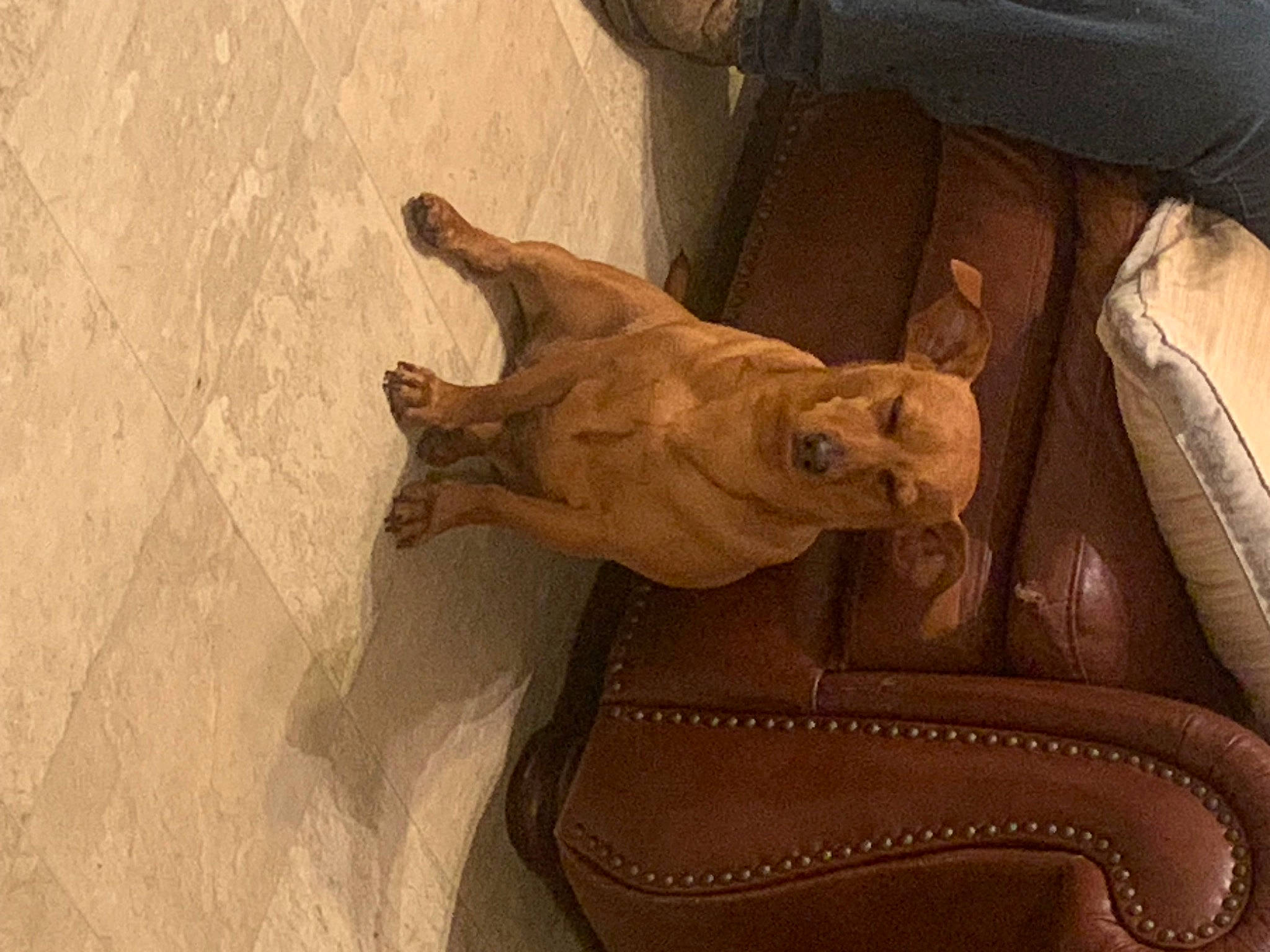 Deacon joined the competition — help win amazing prizes! art, canidae, carnivore, chair, comfort, companion_dog, couch, dog, dog_breed, fawn, felidae, floor, flooring, hardwood, human_leg, sculpture, sporting_group, tail, tints_and_shades, wood