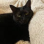 black_cat, cat, pet, animal, feline, green_eyes, closeup, indoor, cozy, blanket, soft_texture, resting, fur, cute, relaxed, whiskers, portrait, domestic_animal, sleepy, comfort