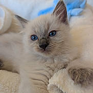 Monty joined the competition — help win amazing prizes! kitten, cat, blue_eyes, fluffy, pet, animal, cute, cozy, blanket, soft, indoor, close_up, feline, whiskers, young, resting, domestic_animal, fur, comfort, plush_toy