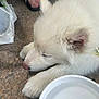 dog, white_dog, sleeping, paw, water_bowl, floor, footwear, sandal, pet, animal, fur, resting, close_up, indoors, quiet, calm, nose, ear, domestic_animal, companion