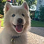 dog, white_dog, blue_eyes, happy, tongue_out, fluffy, pet, collar, outdoor, garden, sunlight, bokeh, canine, smiling, close_up, fur, animal, domestic_animal, playful, nature