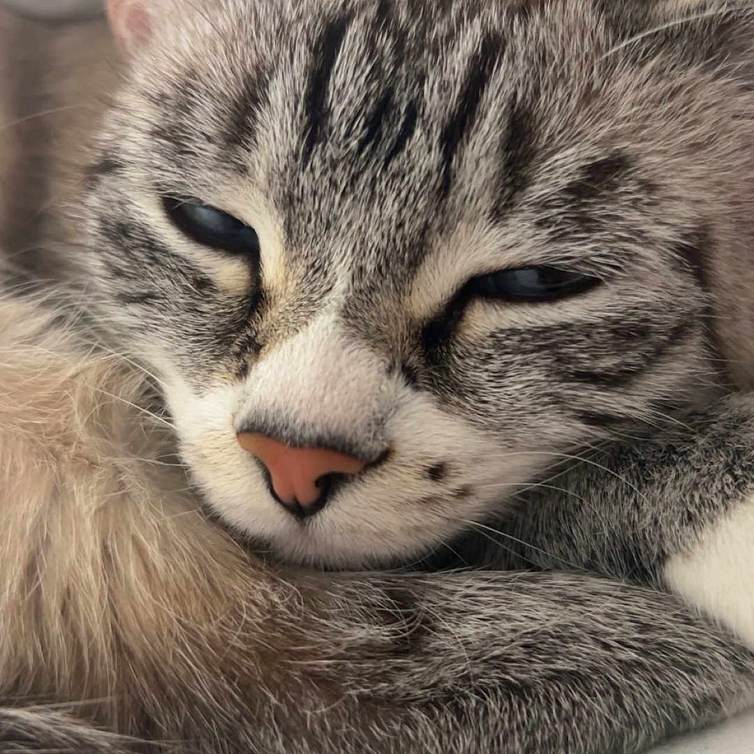 Miyu participe au concours pour gagner de l'argent avec cette photo : animal, cat, close_up, cozy, cute, cute_pet, domestic, ears, feline, fur, indoor, nose, pet, portrait, relaxing, resting, sleepy, soft, tabby, whiskers