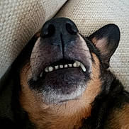 Merle joined the competition — help win amazing prizes! animal, black_fur, brown_fur, canine, close_up, cozy, dog, ear, fur, indoor, lying_down, mouth, nose, pet, relaxed, resting, sleeping, snout, teeth, texture