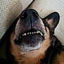 animal, black_fur, brown_fur, canine, close_up, cozy, dog, ear, fur, indoor, lying_down, mouth, nose, pet, relaxed, resting, sleeping, snout, teeth, texture