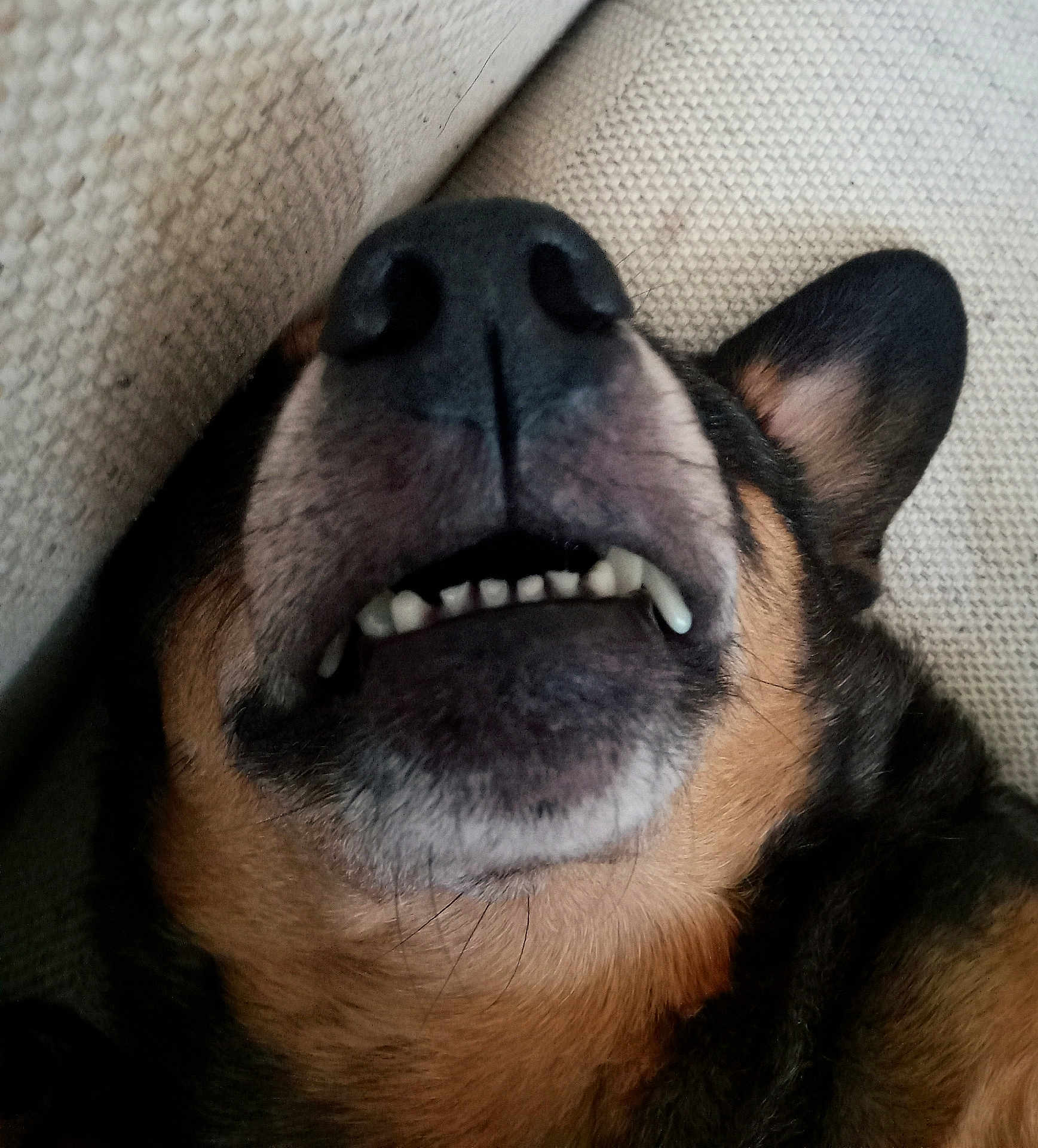 Merle
