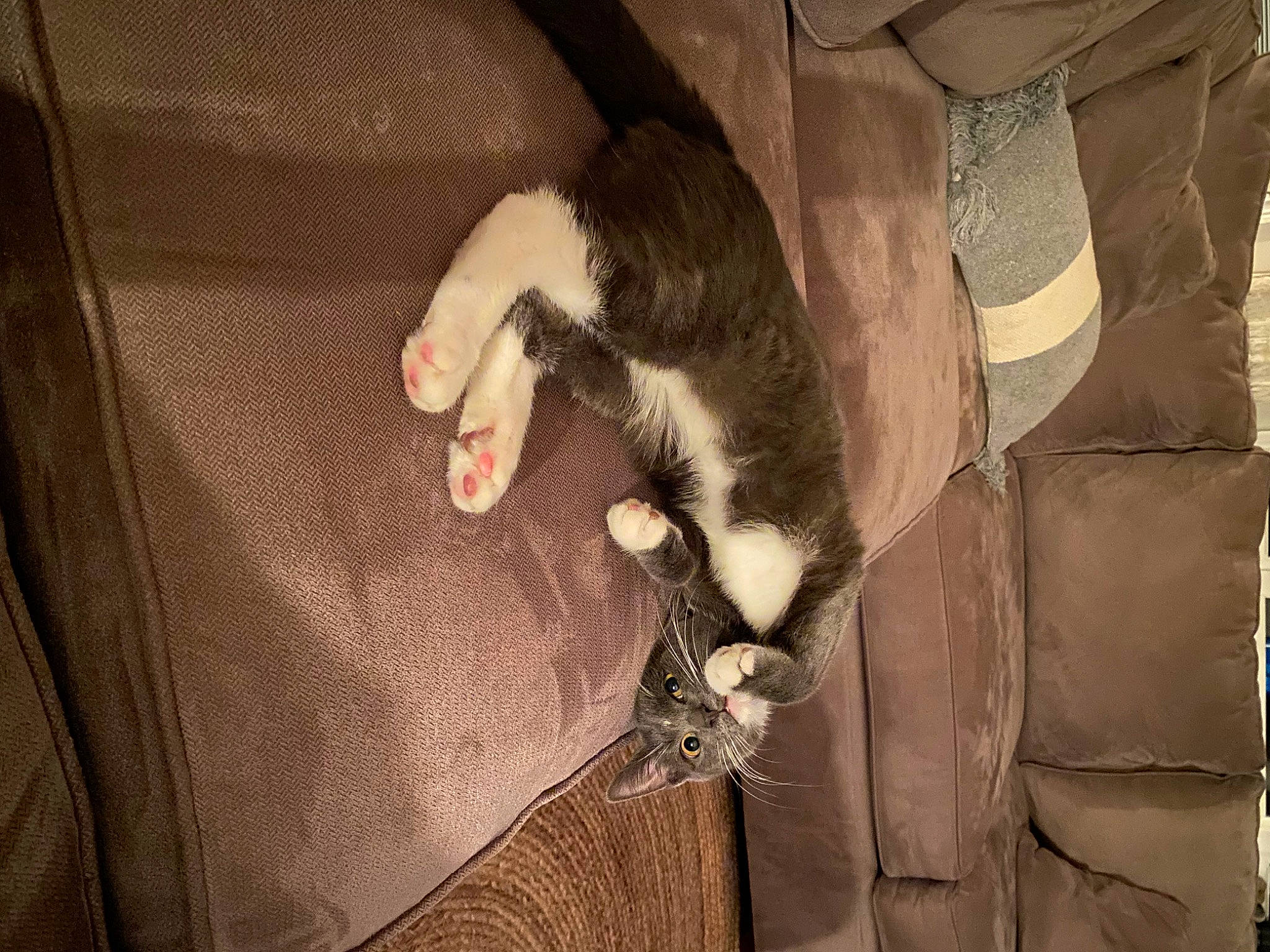 Fergus is registered to the contest to win money with this photo: brown, canidae, carnivore, cat, comfort, domestic_short_haired_cat, fawn, felidae, formal_wear, fur, nail, pet_supply, room, small_to_medium_sized_cats, tail, whiskers, wood