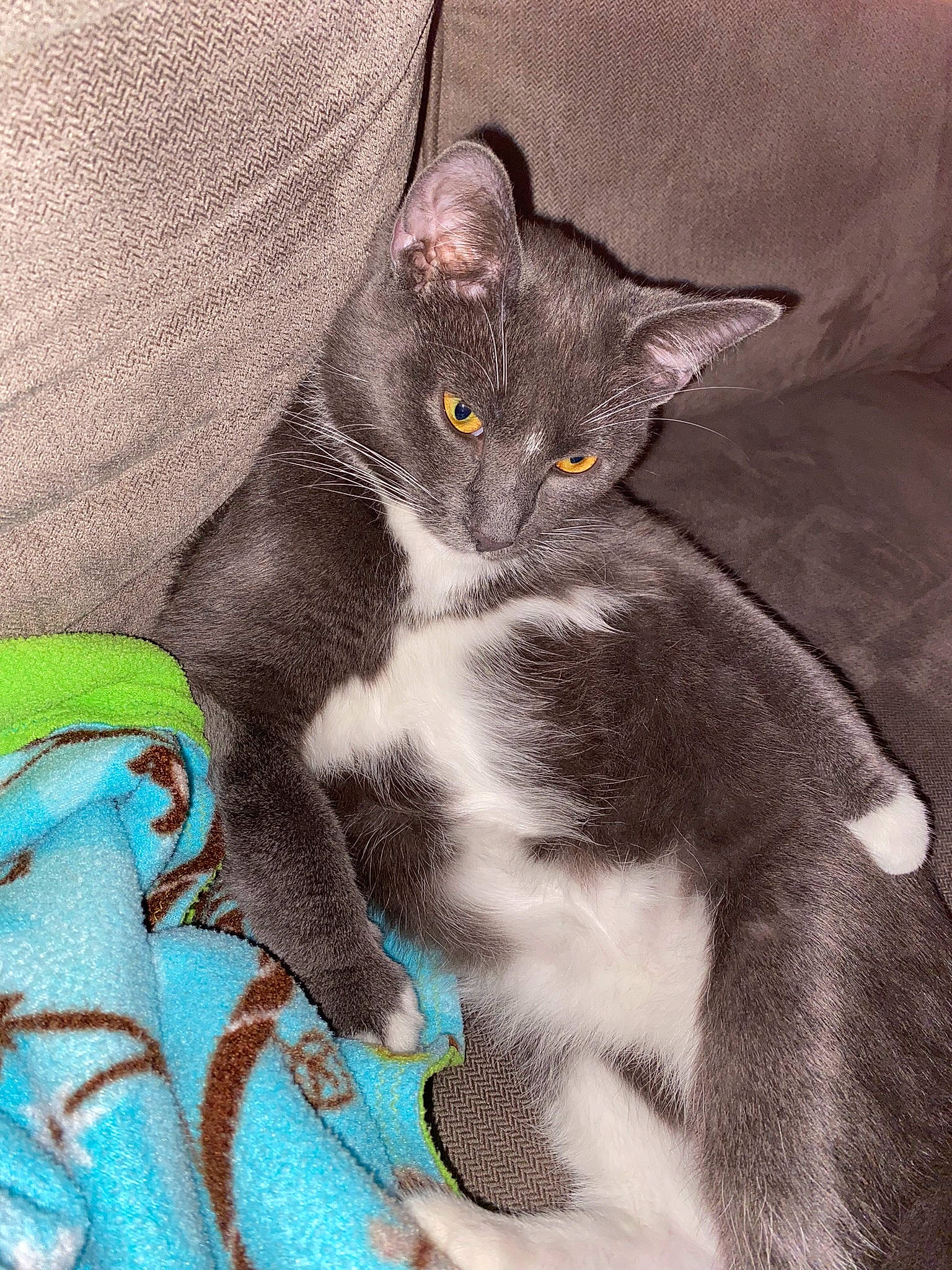 Fergus is registered to the contest to win money with this photo: black_cat, carnivore, cat, claw, comfort, domestic_short_haired_cat, felidae, fur, grey, paw, small_to_medium_sized_cats, snout, tail, whiskers