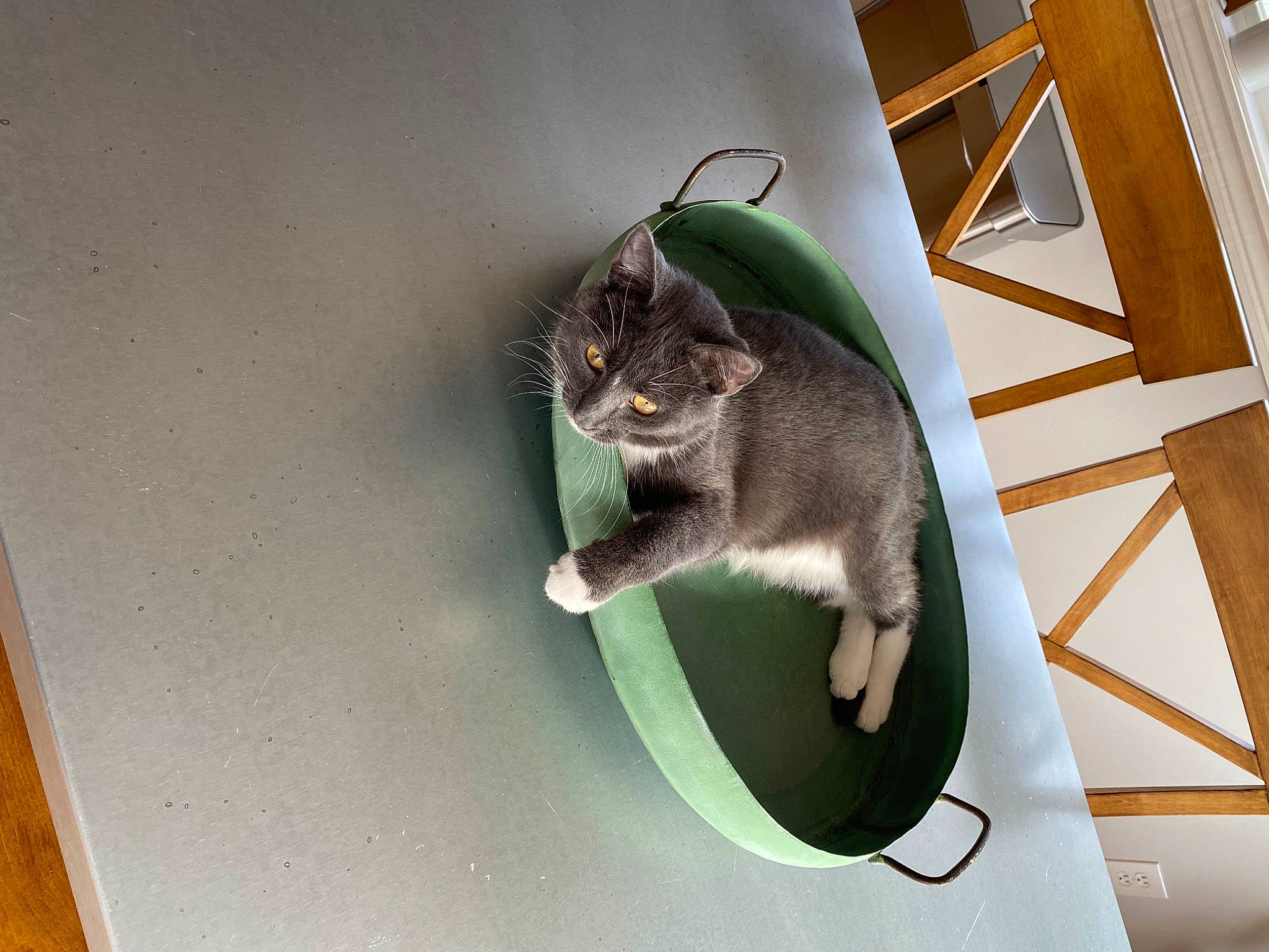 Fergus joined the competition — help win amazing prizes! carnivore, cat, cat_supply, domestic_short_haired_cat, eye, felidae, flooring, fur, hardwood, mammal, paw, pet_supply, sitting, small_to_medium_sized_cats, snout, stairs, tail, vertebrate, whiskers, wood