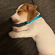 Tiko joined the competition — help win amazing prizes! puppy, dog, sleeping, collar, brown, white, couch, pet, animal, cute, relaxed, fur, paw, indoors, resting, young, domestic_animal, snout, ear, napping