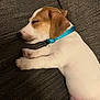 puppy, dog, sleeping, collar, brown, white, couch, pet, animal, cute, relaxed, fur, paw, indoors, resting, young, domestic_animal, snout, ear, napping