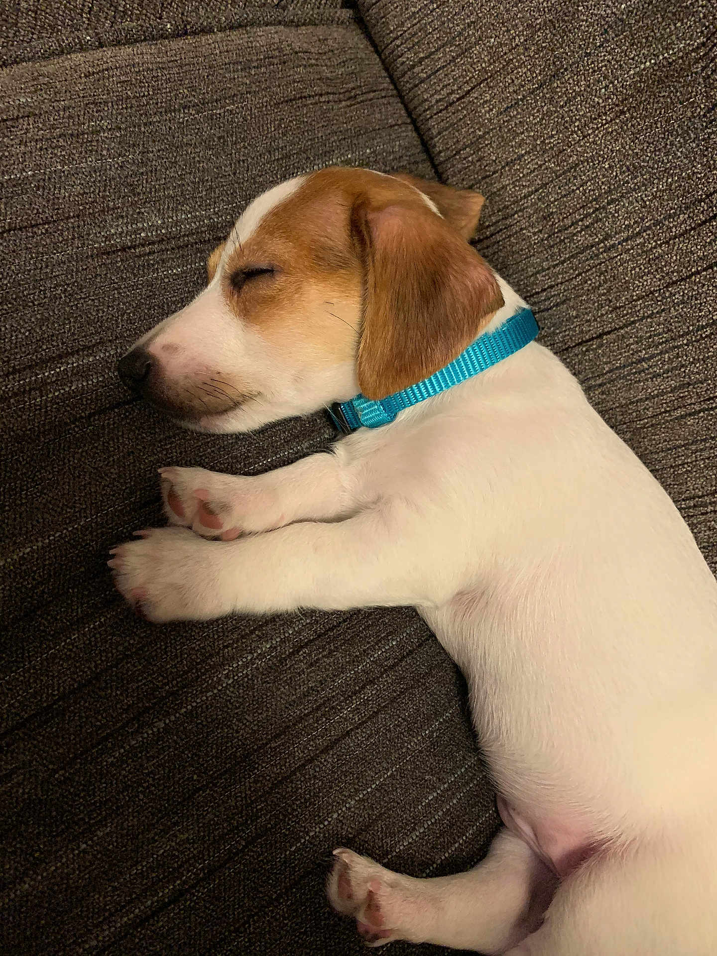 Tiko
