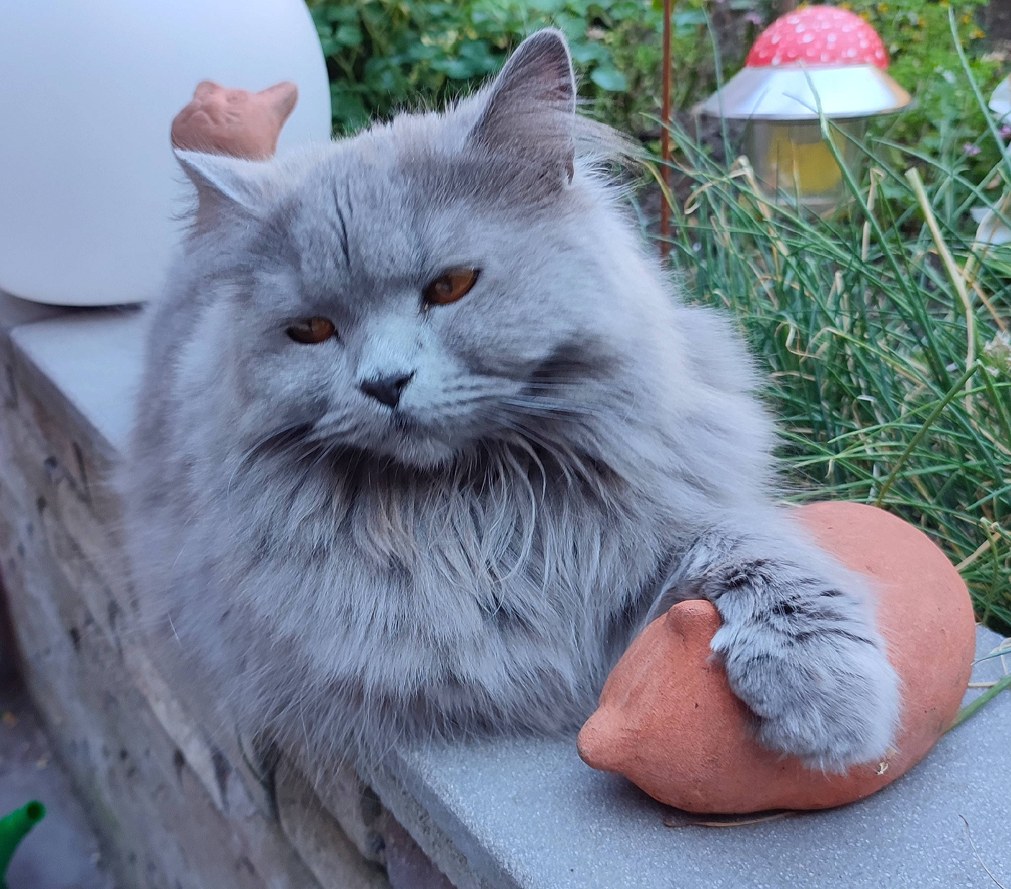 Ruby a rejoint le concours — aidez-le/la à gagner de superbes lots ! british_longhair, carnivore, cat, domestic_short_haired_cat, felidae, fur, grass, grey, groundcover, plant, small_to_medium_sized_cats, snout, terrestrial_animal, whiskers