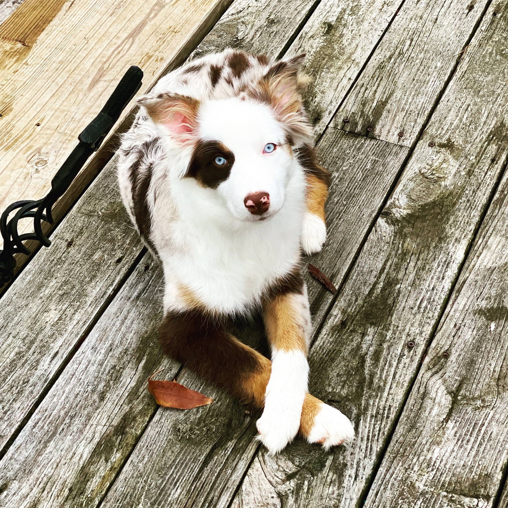 Meeka joined the competition — help win amazing prizes! canidae, carnivore, companion_dog, dog, dog_breed, fur, hardwood, lumber, non_sporting_group, plank, snout, sporting_group, tongue, whiskers, wood, wood_flooring, wood_stain, working_dog