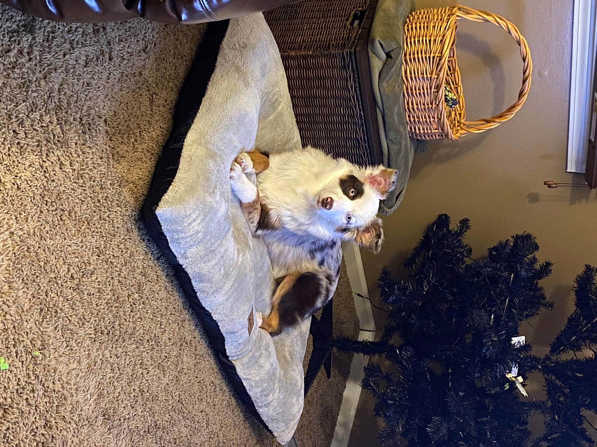 Meeka is registered to the contest to win money with this photo: carnivore, cat, felidae, fur, small_to_medium_sized_cats, stuffed_toy, toy, whiskers