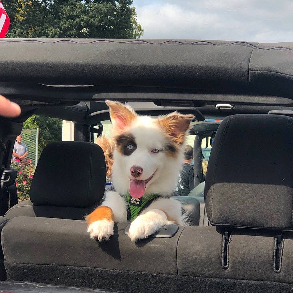 Meeka is registered to the contest to win money with this photo: automotive_mirror, automotive_window_part, bumper, canidae, car_seat, car_seat_cover, carnivore, companion_dog, dog, dog_breed, flag, mammal, rear_view_mirror, snout, sporting_group, tongue, vehicle_door, vertebrate, windshield, working_animal
