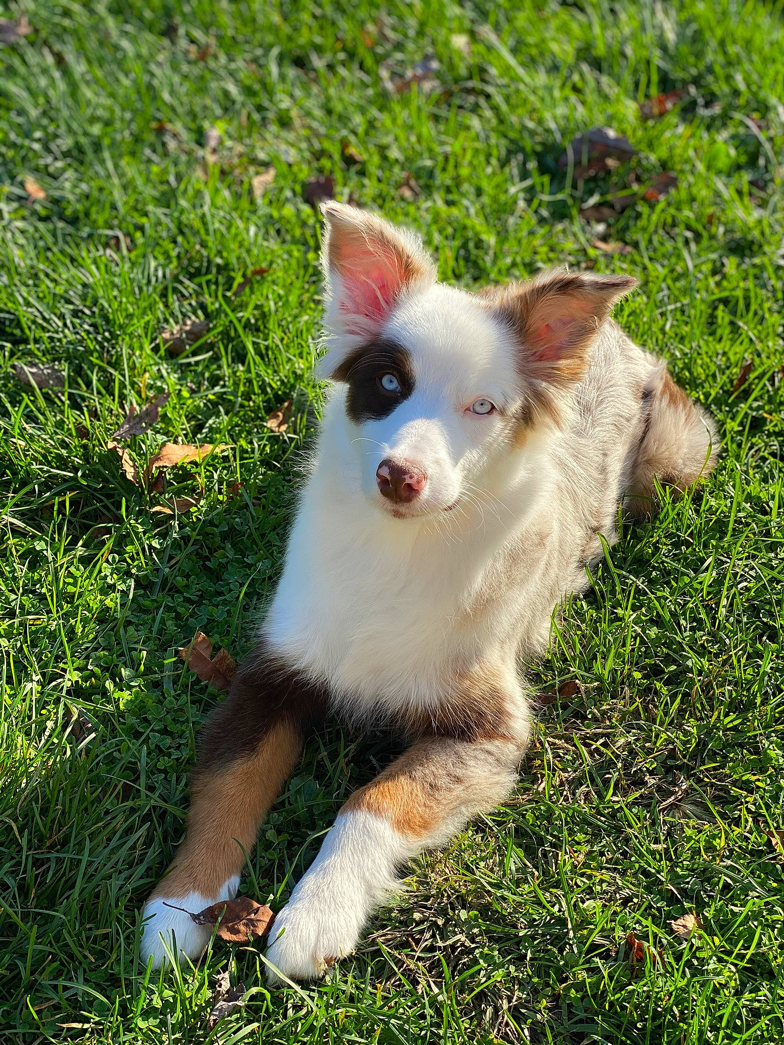 Meeka is registered to the contest to win money with this photo: canidae, carnivore, companion_dog, dog, dog_breed, fawn, foot, fur, grass, grass_family, lawn, non_sporting_group, sporting_group, toy_dog, working_animal, working_dog