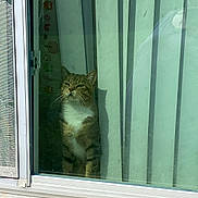 Cokenosie is registered to the contest to win money with this photo: cat, tabby, white_chest, window, glass_door, vertical_blinds, reflection, indoor, pet, animal, curtain, door_frame, looking_outside, feline, domestic_cat, sitting, contemplative, home_interior, quiet, daylight